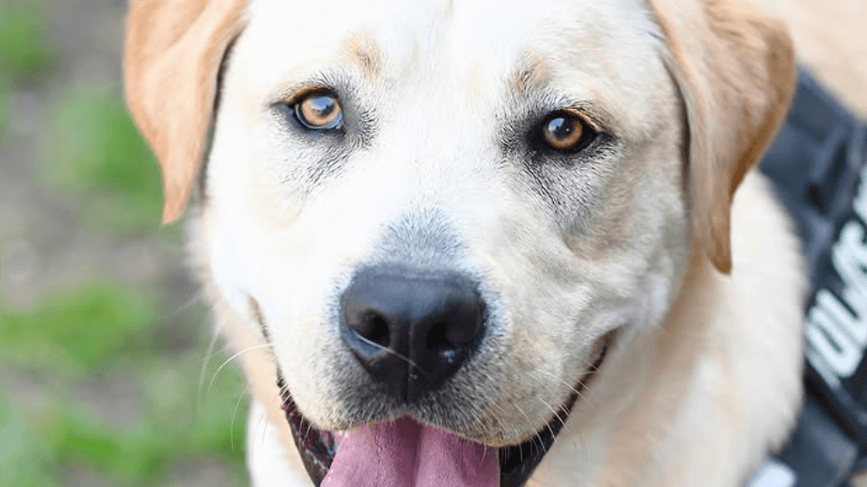Heino: Der Labrador-Retriever braucht viel Erziehung.