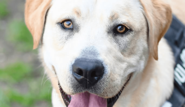 "Begeistert bei allem dabei" – Fundhund sucht Zuhause