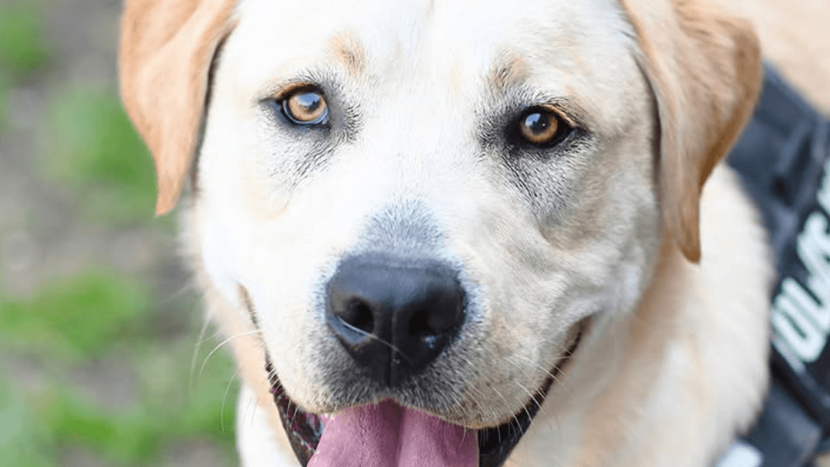 "Begeistert bei allem dabei" – Fundhund sucht Zuhause