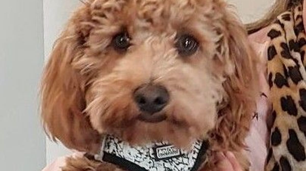 S-Bahn-Fahrer bringt entlaufenen Hund zur Polizei – Happy End