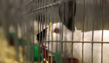 Tierschützer retten 29 Kaninchen aus schlechter Haltung