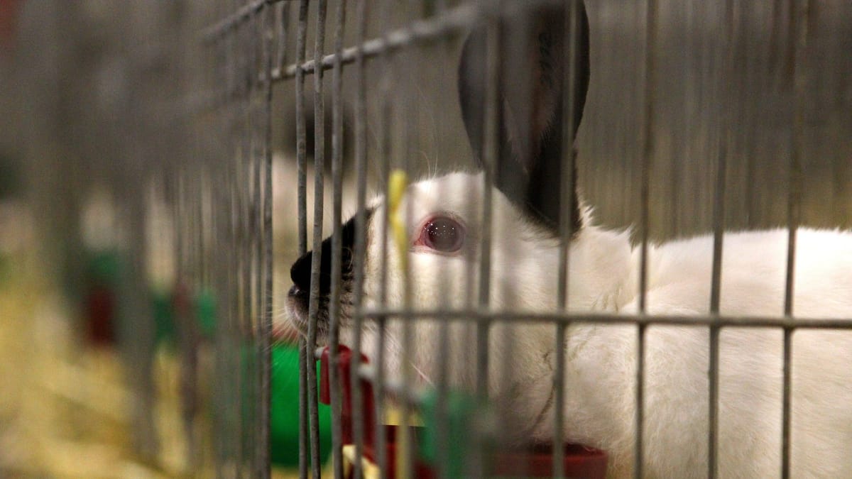 Tierschützer retten 29 Kaninchen aus schlechter Haltung