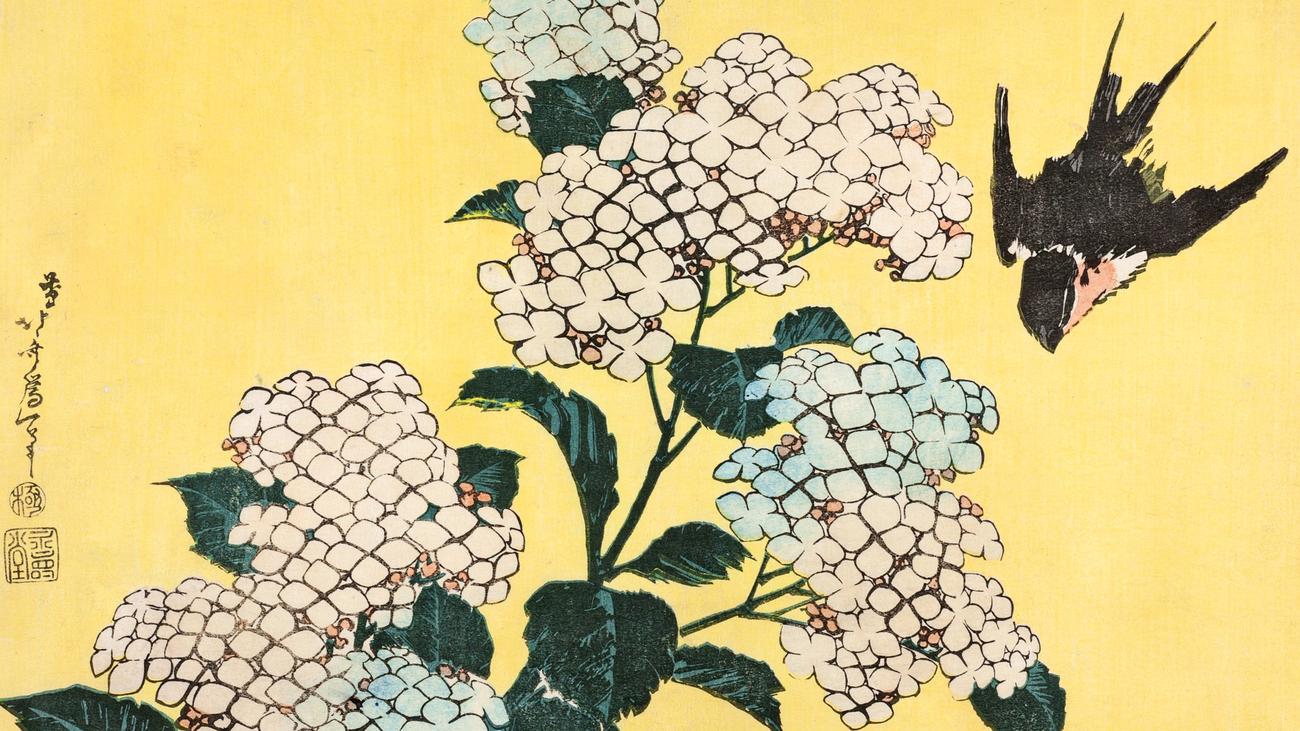 Blüten-Ausstellung: Jede Blume ein Fenster zur Welt