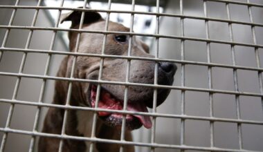 Kampfhund beißt Sechsjährigen – Junge im Krankenhaus
