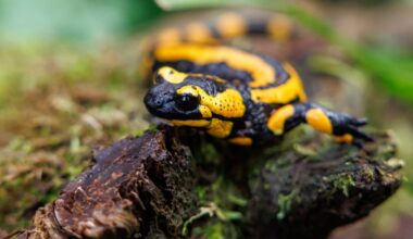 Tiergarten Nürnberg will dem Feuersalamander beim Überleben helfen
