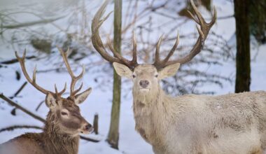 Weißer und schwarzer Hirsch aus Gehege entlaufen