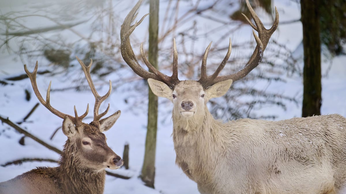 Weißer und schwarzer Hirsch aus Gehege entlaufen