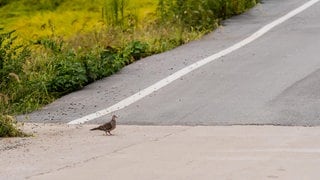 Für Taube gebremst, bei Gauersheim im Donnersbergkreis zwei Menschen schwer verletzt.