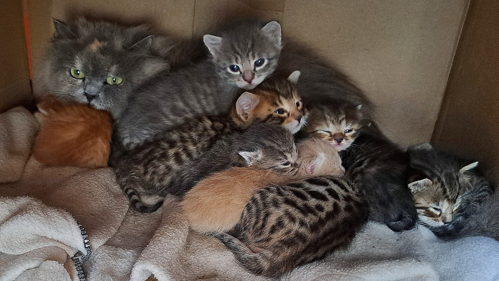 Eine Mutter mit ihren Jungen: Tierschützer fanden in Grünwald Dutzende Katzen in einem verwahrlosten Zustand vor.