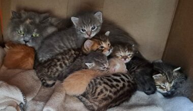30 verwahrloste Katzen gerettet – Besitzer war im Urlaub