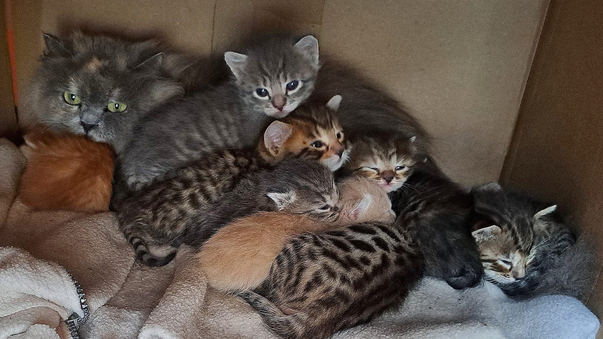 30 verwahrloste Katzen gerettet – Besitzer war im Urlaub