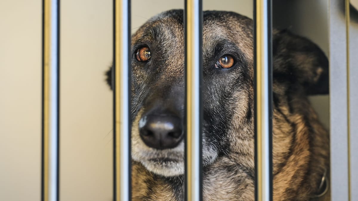 Max war der traurigste Schäferhund der Insel – So geht es ihm