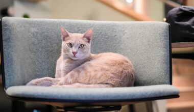 Café Katzenwald in den Startlöchern – Eröffnung