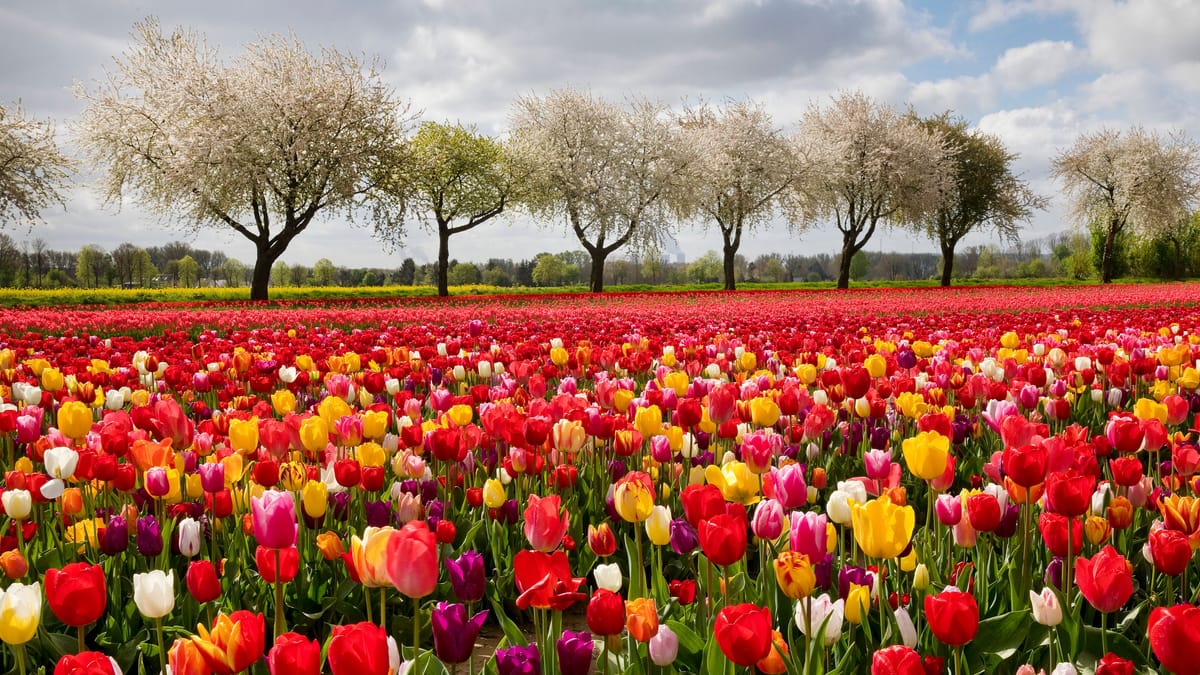 Tulpentag 2025 bei Braunschweig: Besuchertag wird vorverlegt