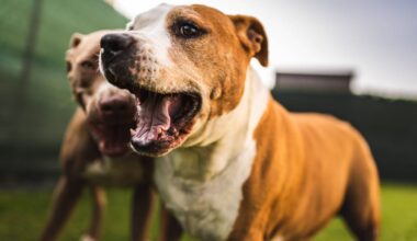 Hunde-Duo wurde jahrelang vernachlässigt – Zuhause gesucht