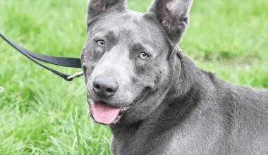 Hund "Ken" mit schwerer Vergangenheit sucht Zuhause