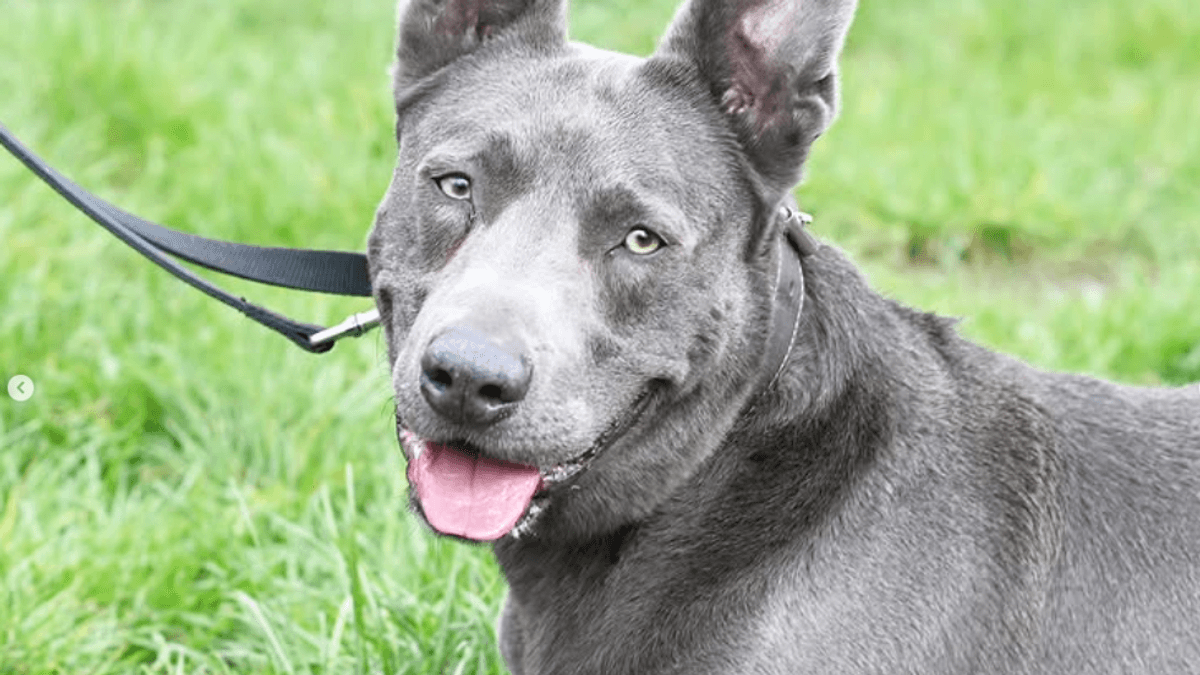 Hund "Ken" mit schwerer Vergangenheit sucht Zuhause