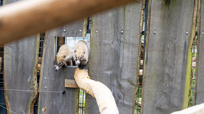 Neue Tierart für Zoo Münster: Zwei Weißrüsselnasenbären erkunden sehr zögerlich ihr neues Gehege.