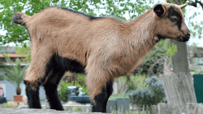 Ein Jungtier von Hennes IX.: Der kleine Geißbock rennt bereits umher, wie ein FC-Spieler.