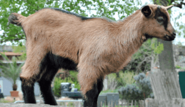 Maskottchen Hennes IX. ist Vater geworden – Freude im Zoo