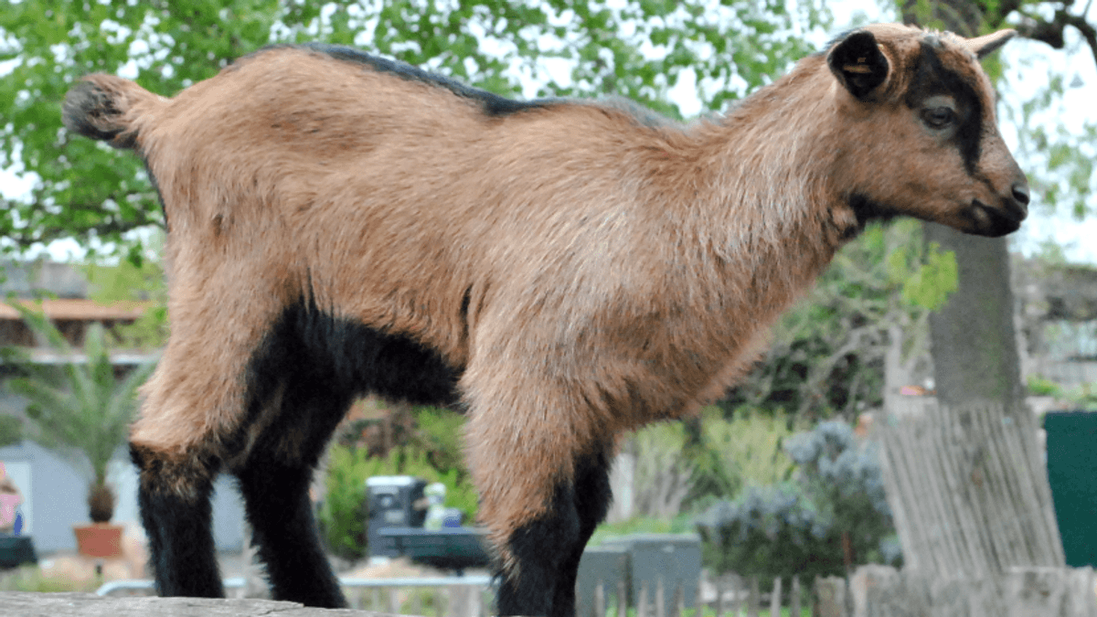 Maskottchen Hennes IX. ist Vater geworden – Freude im Zoo