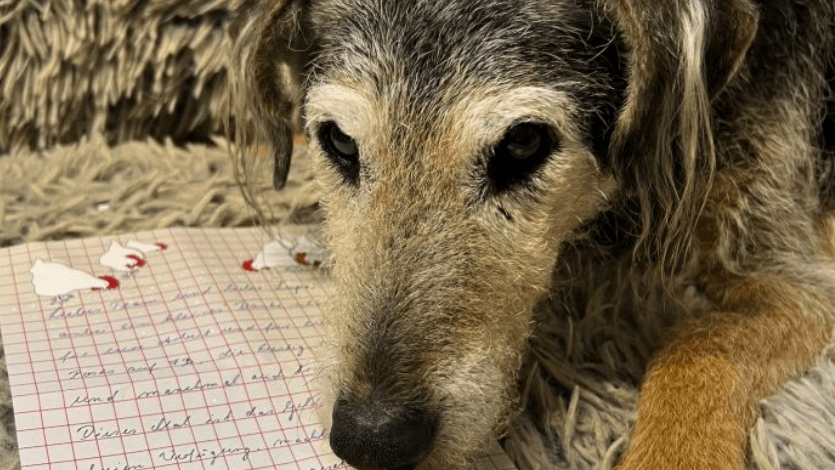 Bürohund Lupo: Bei der großzügigen Geldspende wurde er mit bedacht.