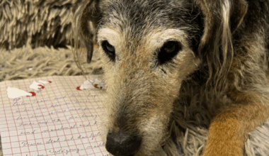 Anonymer Spender beschert Hund Lupo Leberwurst-Glück