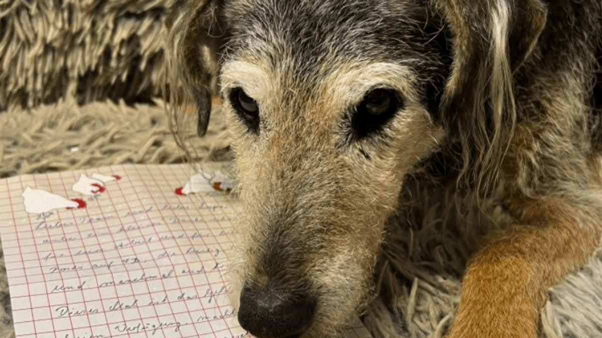 Anonymer Spender beschert Hund Lupo Leberwurst-Glück