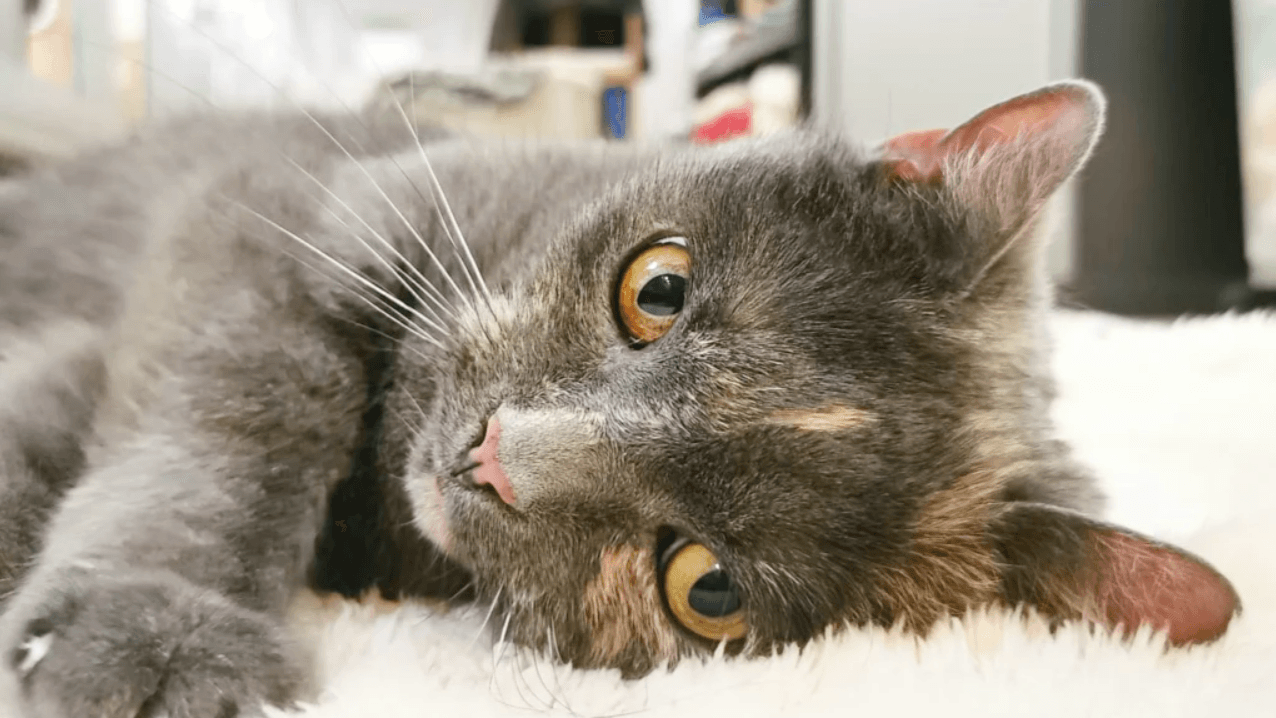 Katze Tessa: Sie hat unter anderem eine Kehlkopflähmung.
