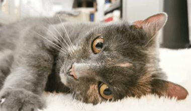 Sorgen-Katze Tessa sucht ein letztes Zuhause