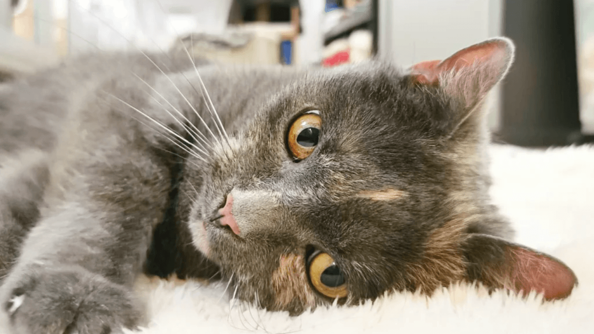 Sorgen-Katze Tessa sucht ein letztes Zuhause