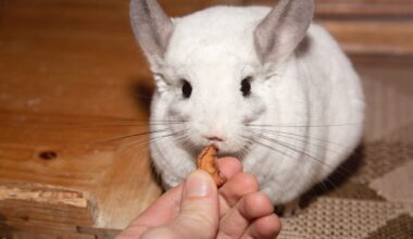 Unbekannter setzt Chinchillas aus – mitten in Zoohandlung