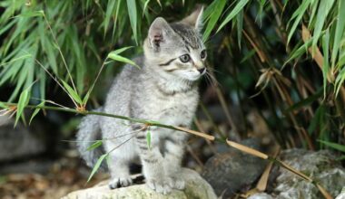 Tierheim Hannover: Wer kennt diesen dreibeinigen Kater?