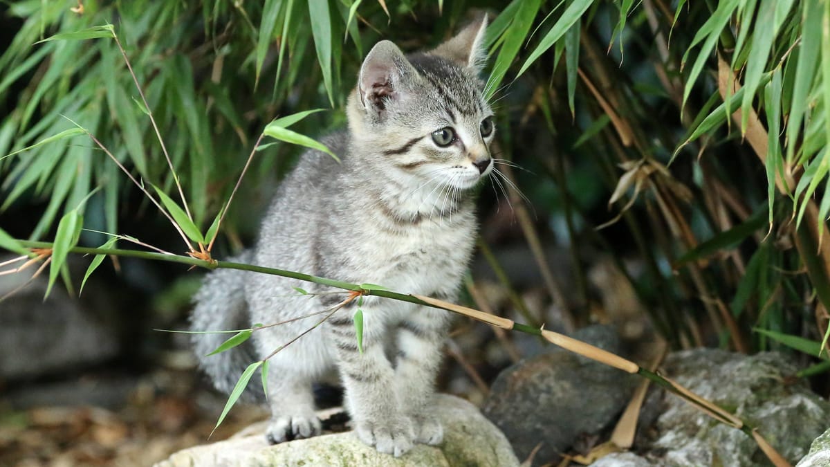 Tierheim Hannover: Wer kennt diesen dreibeinigen Kater?