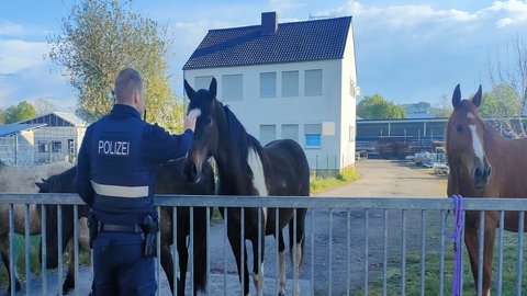 Vier Pferde stehen hinter einem Gitter mit Polizist im Vordergrund.