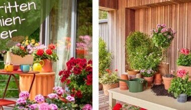 Geranien-Start: in fünf Schritten zum Blütenmeer - Wie man jetzt die Weichen für ...