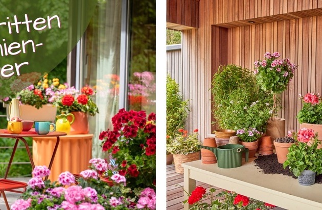 Geranien-Start: in fünf Schritten zum Blütenmeer - Wie man jetzt die Weichen für ...