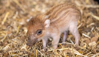 Tiergarten Nürnberg bekommt Nachwuchs: Visayas-Pustelschwein geboren