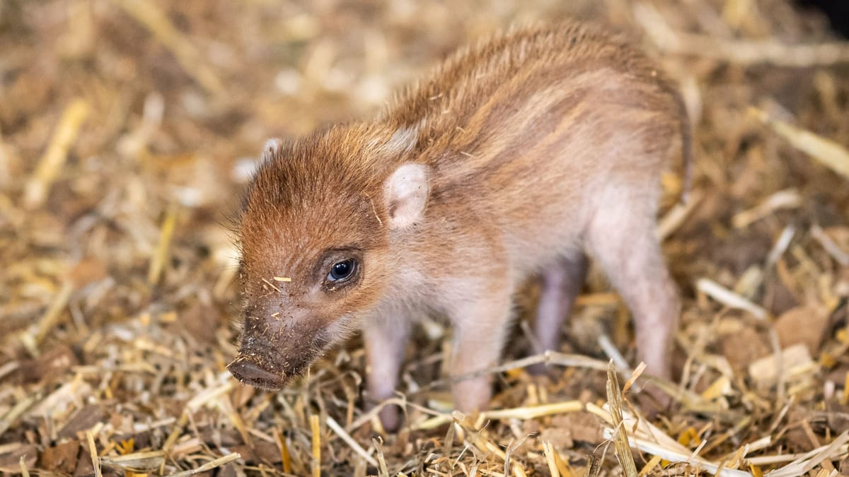 Tiergarten Nürnberg bekommt Nachwuchs: Visayas-Pustelschwein geboren