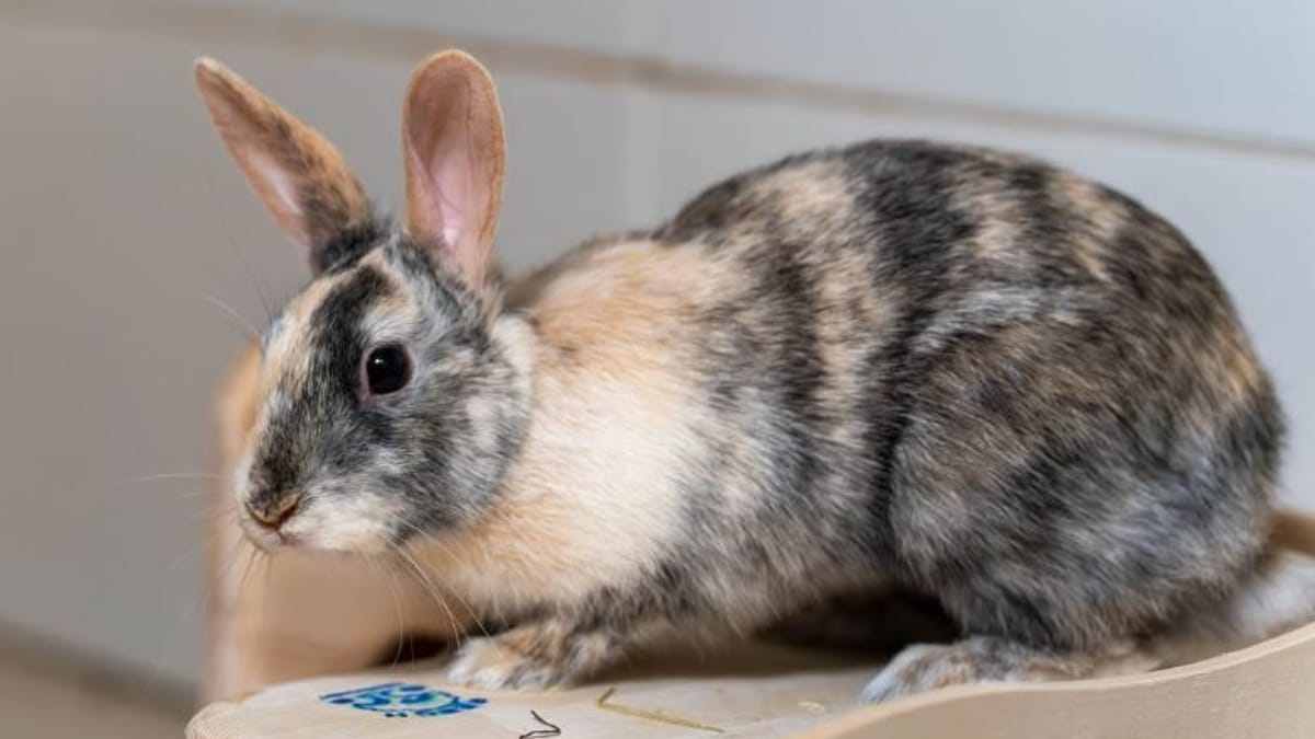 Kaninchen Taddl sucht neues Zuhause