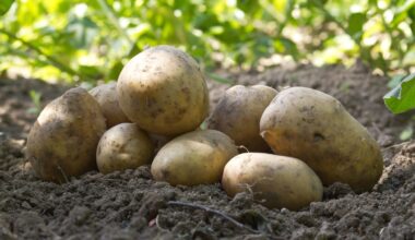 Zikaden bedrohen Kartoffelernte – Maßnahmen zur Bekämpfung