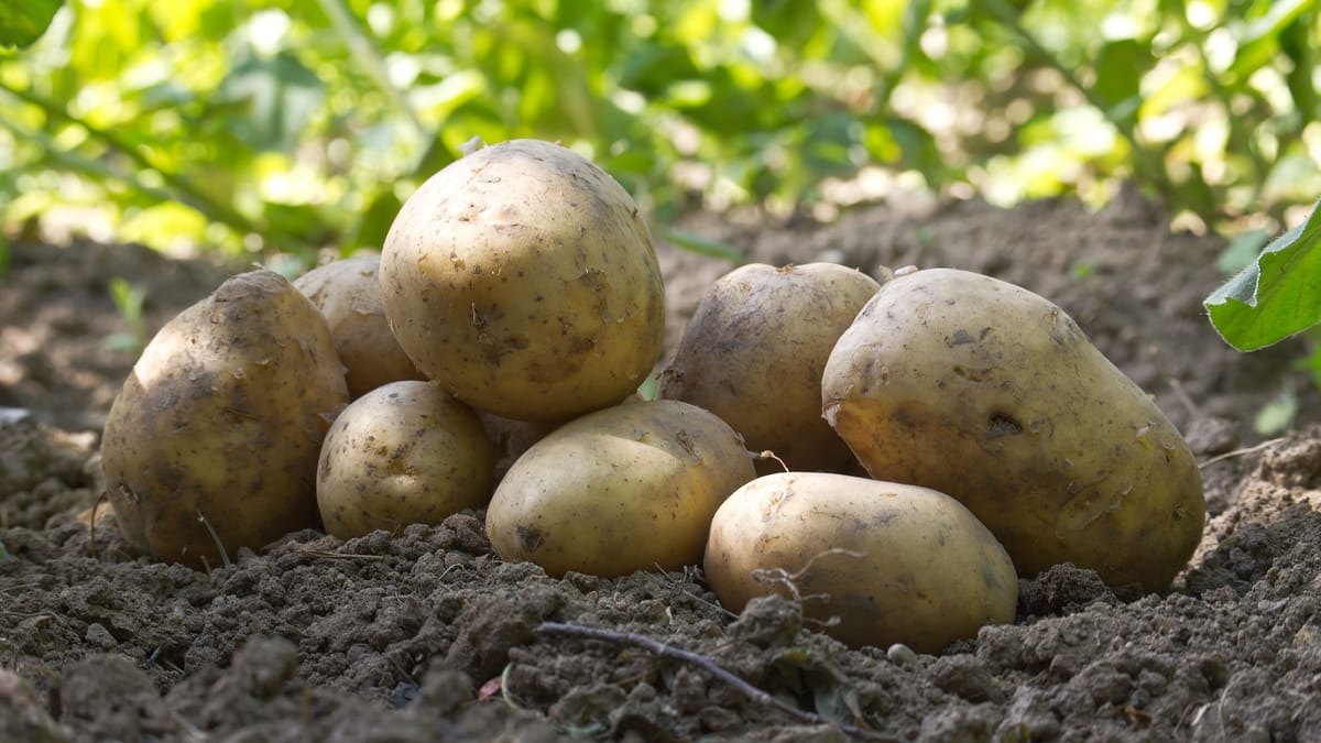 Zikaden bedrohen Kartoffelernte – Maßnahmen zur Bekämpfung