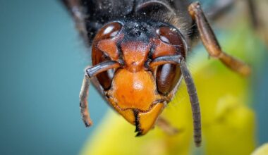 Mehr als 15 Bienen- und Wespenarten erstmalig nachgewiesen