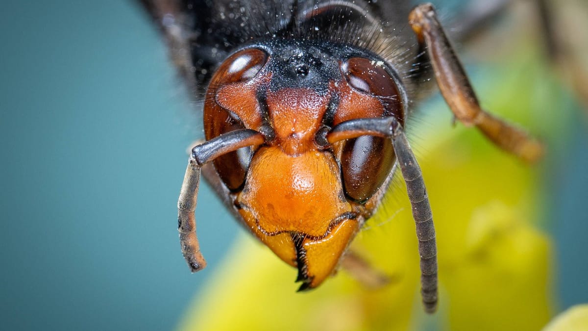 Mehr als 15 Bienen- und Wespenarten erstmalig nachgewiesen