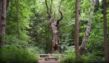 Ältester Baum, neuestes Schild, Mauer-Ecke und mehr