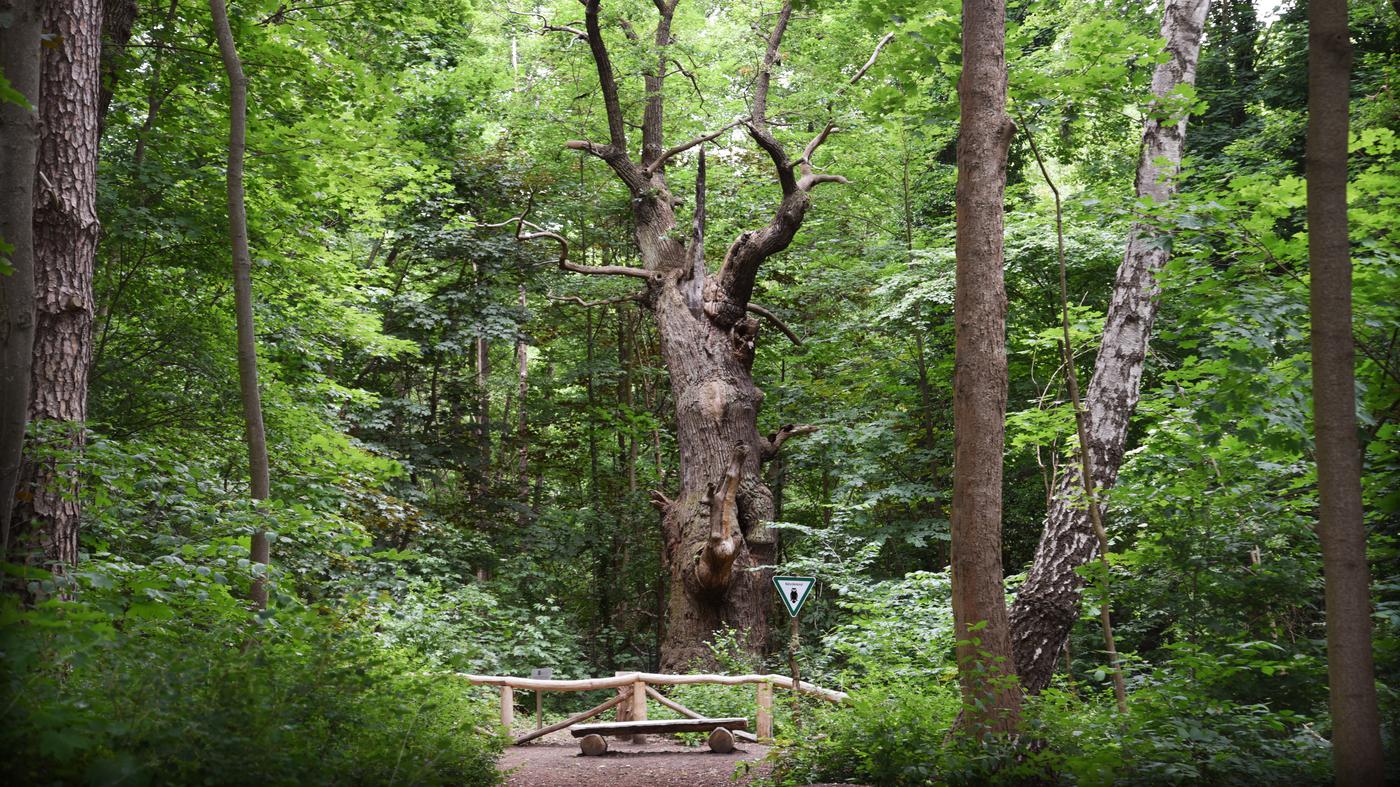 Ältester Baum, neuestes Schild, Mauer-Ecke und mehr