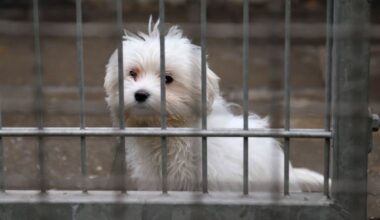 Tierheim Duisburg: Tierfreunde sind fassungslos über Kooperation