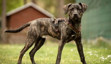 Fundhund Scotti sucht liebevolles Zuhause