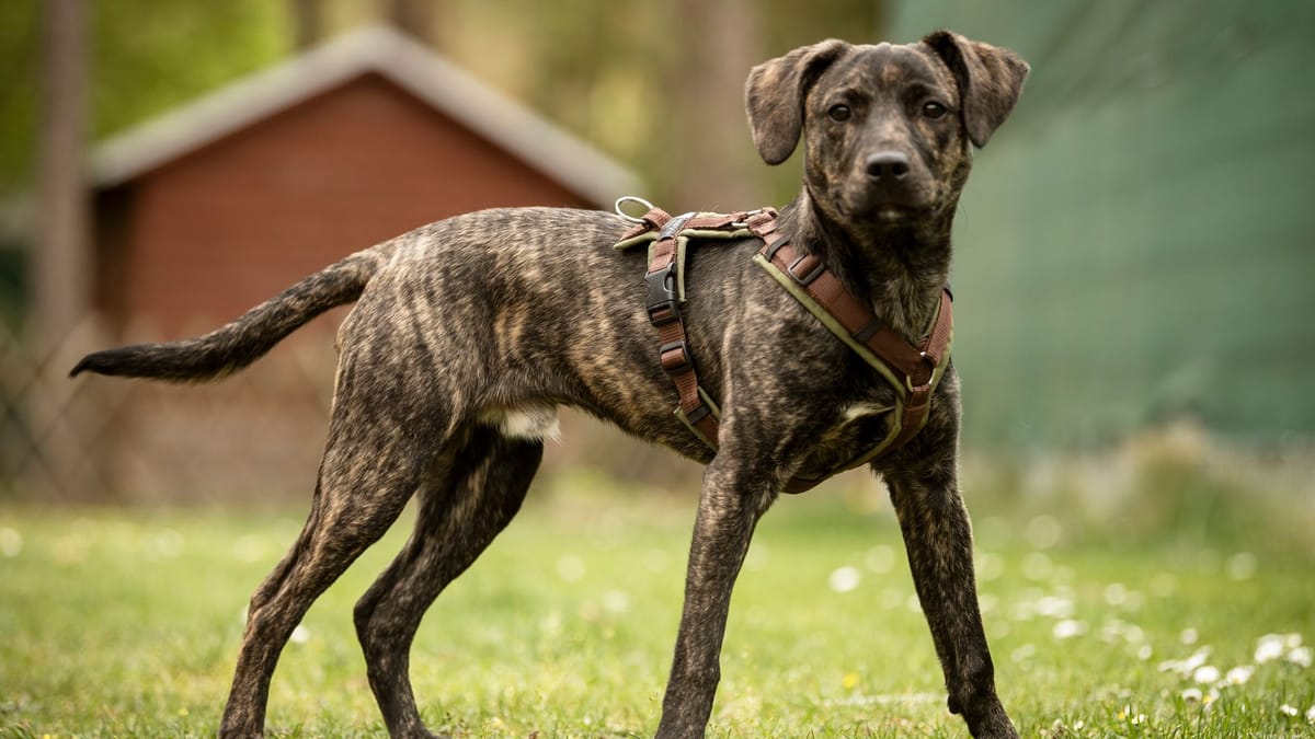 Fundhund Scotti sucht liebevolles Zuhause