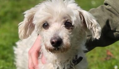 Hannover Tierheim: Hunde-Opa Lucky braucht Zuwendung